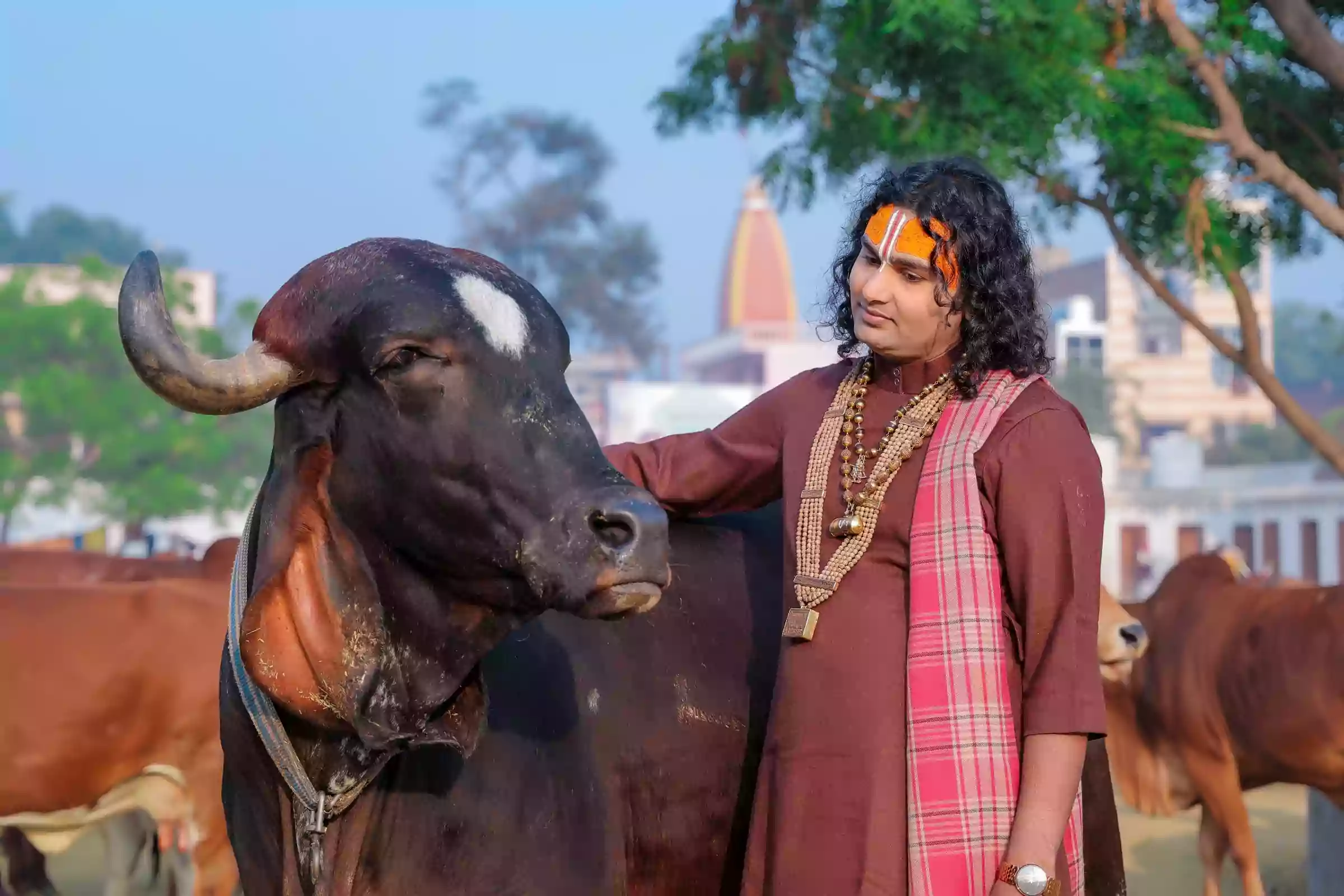 गौ सेवा2